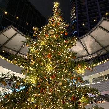 横浜ベイクォーターの画像 by シゲルさん | もみの木のクリスマスツリーとイルミネーションと横浜ベイクォーターと正直になれないとクリスマスツリー♪とiPhone撮影