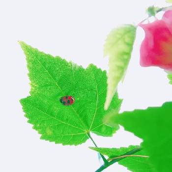 かくれんぼ♡の画像 by keiさん | 小さな庭とアブチロンとてんとう虫とアブチロンさんとかくれんぼ♡と花のある暮らしとかわいいな♡