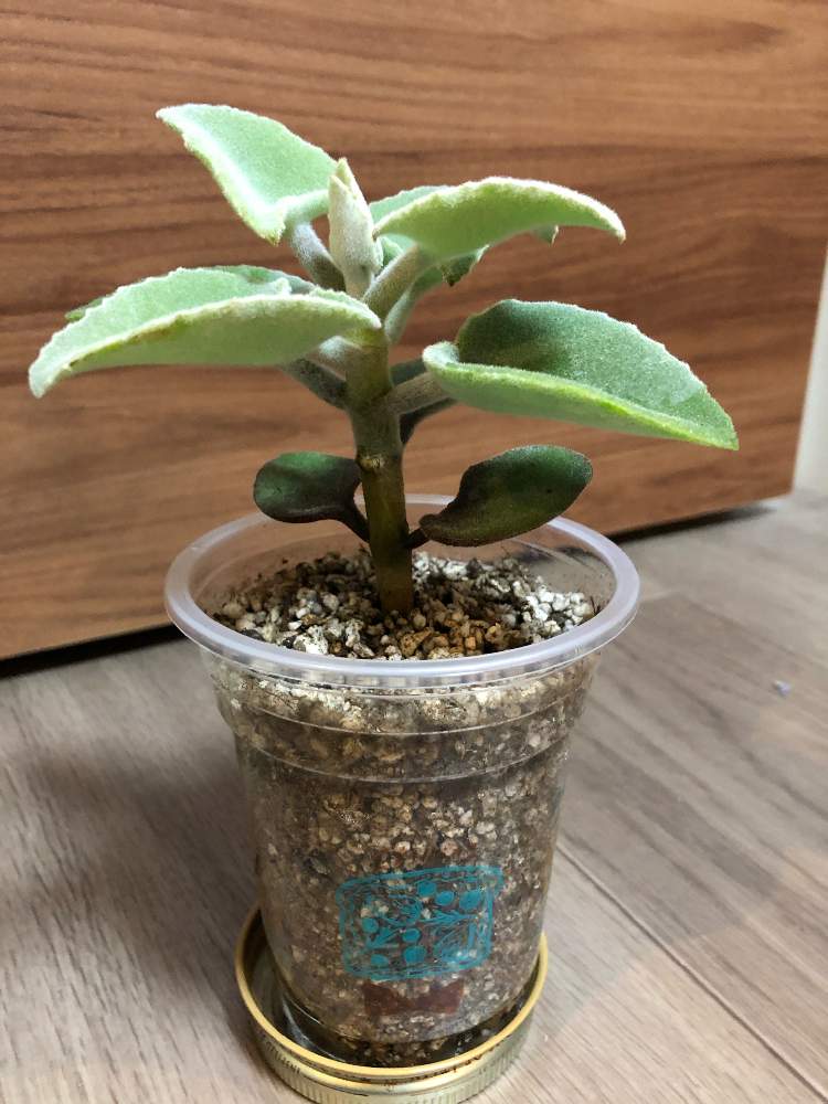 カランコエ ベハレンシスの投稿画像 By あんさん 植え替えと水やりと和名 仙女の舞 19月11月14日 Greensnap グリーンスナップ