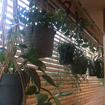 プセウドリプサリス ラムローサの画像 by akkyさん | 窓辺とホヤ・クミンギアナとフィロデンドロン・シルバーメタルとホヤ レツーサとプセウドリプサリス ラムローサとインドアグリーンと観葉植物と植物のある暮らしとハンキングとグリーンインテリアと植物好きとフィロデンドロン属とホヤ属とプセウドリプサリス属とインテリアグリーン