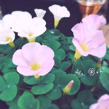 眺める幸せ♡の画像 by アラモアナ+++さん | 小さな庭とオキザリスとひやみかち首里城！と眺める幸せ♡と癒し…♡と花のある暮らしとかわいいとGS植物うちなーぐち会
