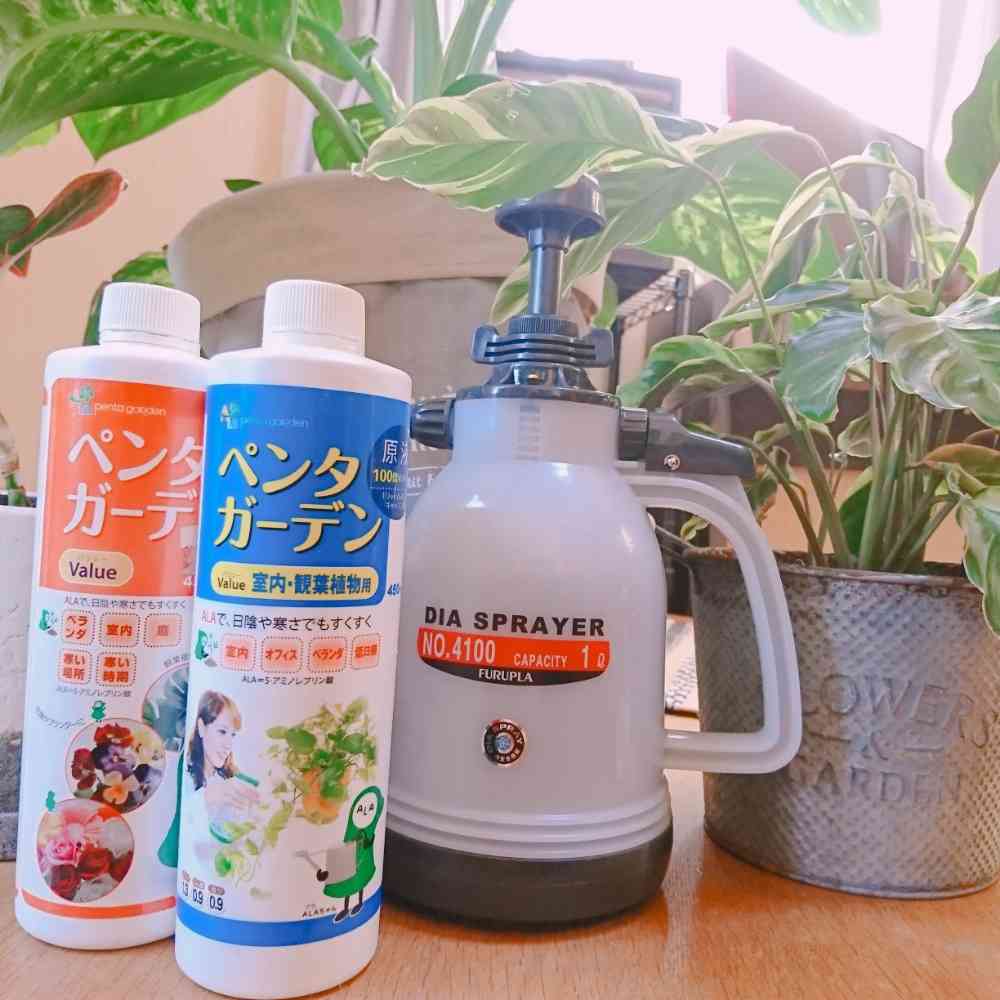 カラテアエンペラー（サンプル）