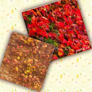 蔦の壁の画像 by ☆*:.バジル .:*☆さん | 壁/天井と夏蔦の紅葉とつたと蔦の壁と花のある暮らしと茶色い秋