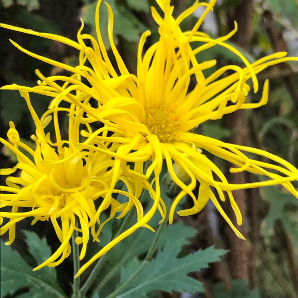 きく 菊の投稿画像 By モリさん 嵯峨菊と菊 嵯峨の光 19月11月14日 Greensnap グリーンスナップ