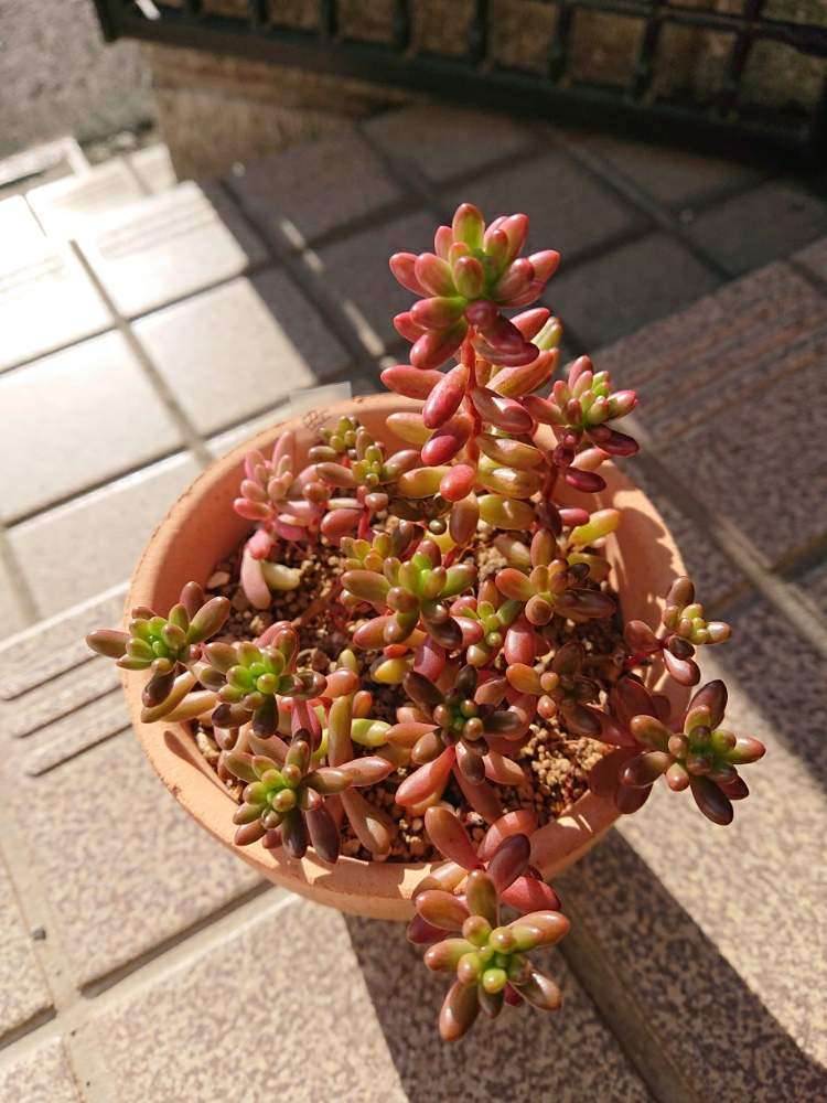 虹の玉 オーロラ 奮闘記録 Greensnap グリーンスナップ