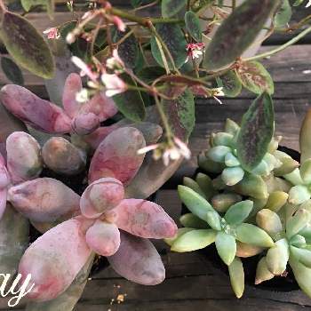 きれいな多肉ちゃん の投稿画像一覧 Greensnap グリーンスナップ