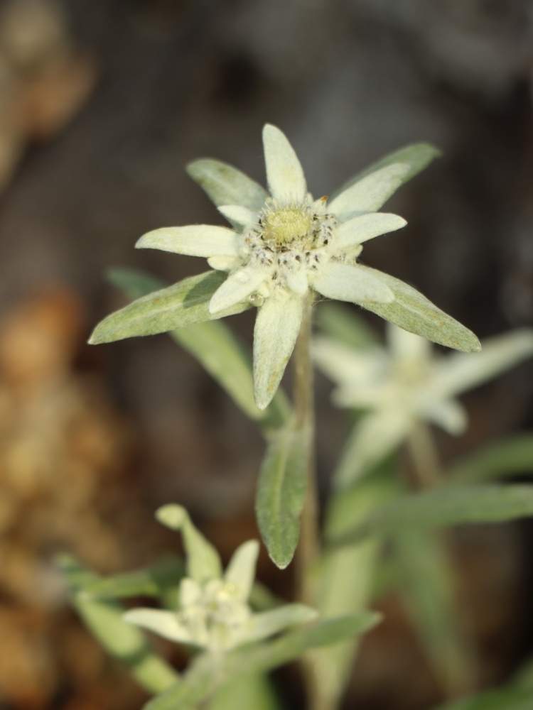 エーデルワイスの投稿画像 By アリストさん 太陽光と花壇と温室とみどりと花芯とズーム写真と咲くやこの花館 19月11月14日 Greensnap グリーンスナップ