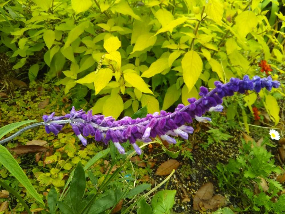 アメジストセージの投稿画像 By ケニチさん 泉ボタニカルガーデンと紫色の花ともしかして 19月11月14日 Greensnap グリーンスナップ