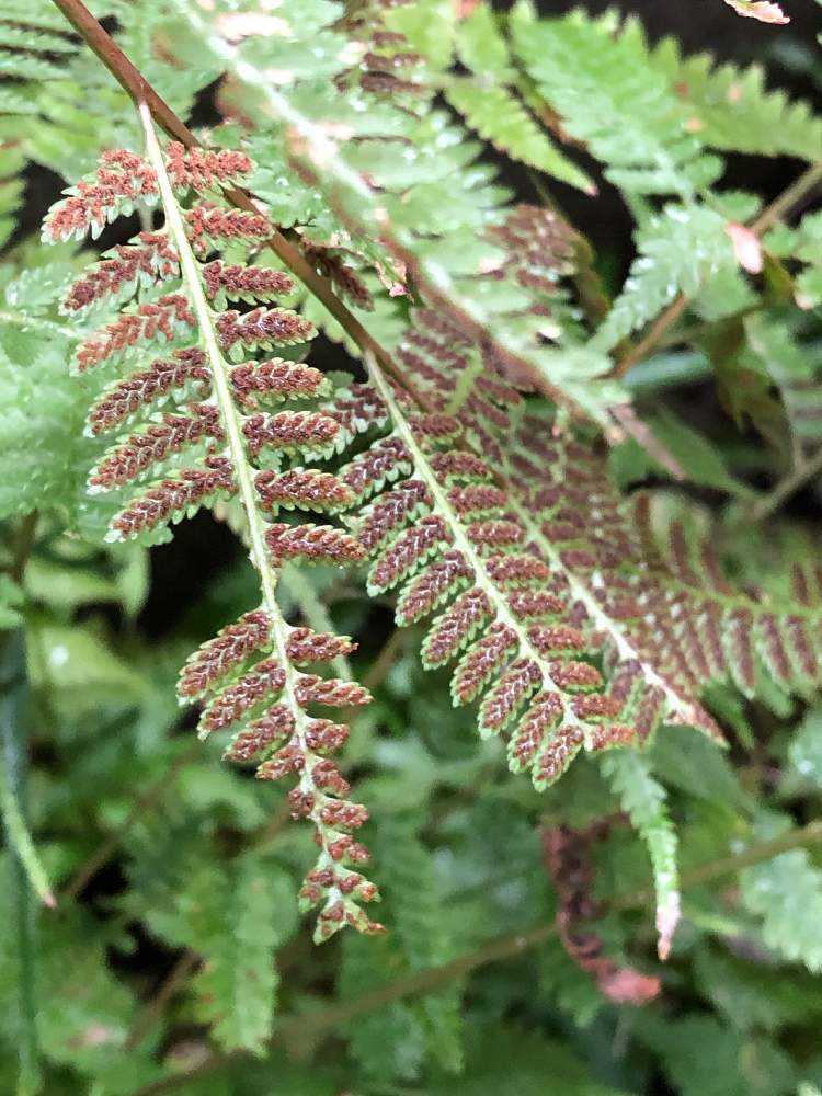 シダ植物の投稿画像 By Rishoさん イヌワラビと小さな庭とシダ植物 19月11月14日 Greensnap グリーンスナップ Greensnap グリーンスナップ