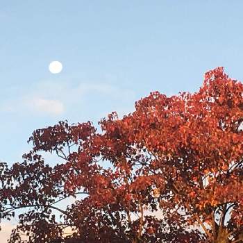ナンキンハゼ属の画像 by れもんソーダさん | ナンキンハゼと落葉高木とナンキンハゼ属とトウダイグサ科と朝の月とあさ