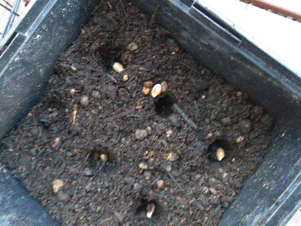 レモンのたねの投稿画像 By こじるんさん プランターとタネとプランター栽培とレモンの種 19月11月15日 Greensnap グリーンスナップ