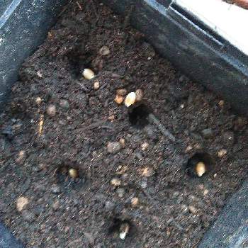 レモンのたねの投稿画像一覧 Greensnap グリーンスナップ