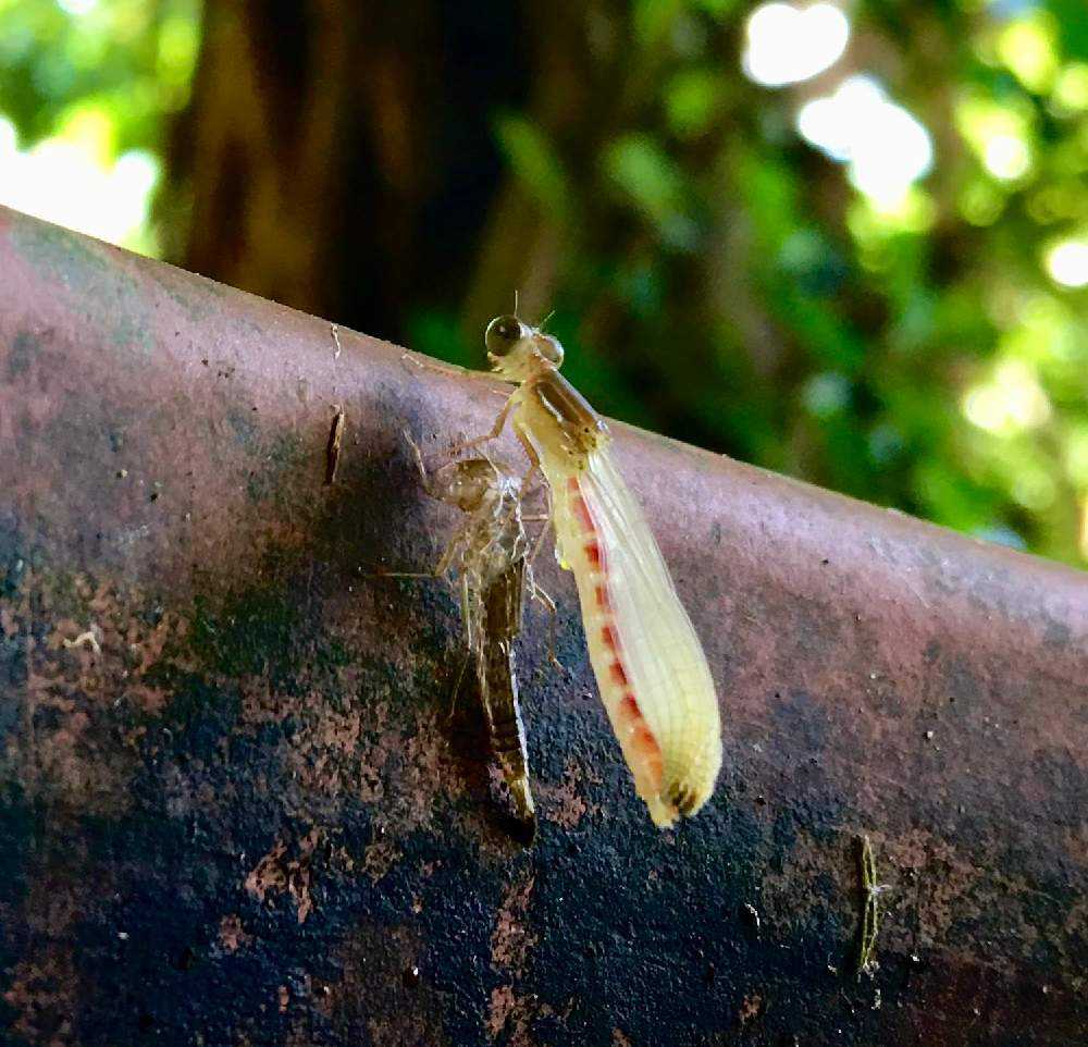 小さな生き物たちとの遭遇 Greensnap グリーンスナップ