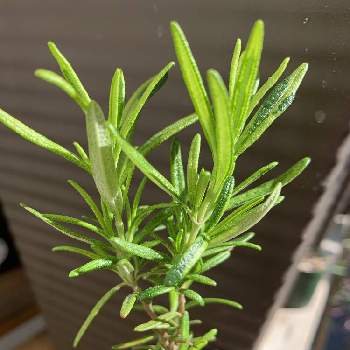 斑入りローズマリーの投稿画像一覧 Greensnap グリーンスナップ