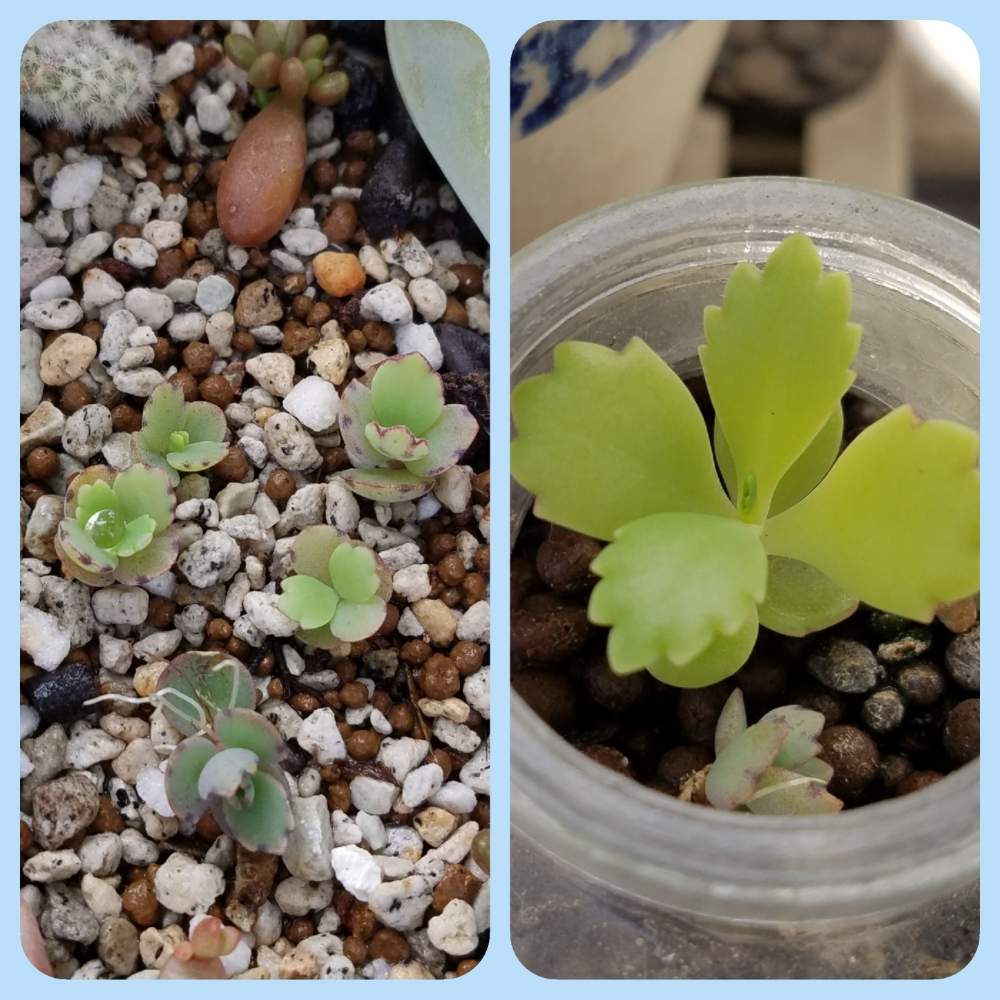 品質のいい ハカラメ 不思議な植物 多肉植物 植物 観葉植物 Mkukinanyota Com 品質のいい ハカラメ 不思議な植物 多肉植物 植物 観葉植物 Mkukinanyota Com