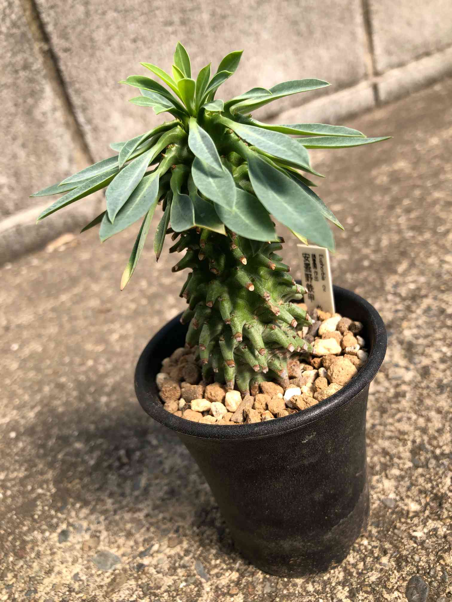 親株 ユーフォルビア 安曇野鉄甲 ユーフォルビア 安曇野鉄甲 | 叢 – くさむら – Qusamura