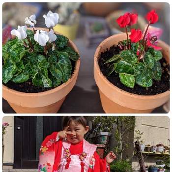 中間入りの画像 by 花とトマトさん | 小さな庭とガーデンシクラメンとかわいい♡と中間入りと孫ちゃんとガーデニングと花のある暮らし