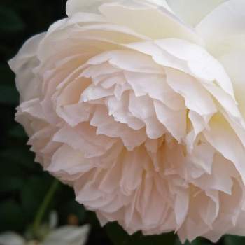 薔薇ボレロの画像 by マロンさん | お出かけ先と薔薇ボレロとやさしい色...といつも　ありがとうございます❤とGS中毒と一目惚れ❤️とゆっくり充電して下さい。ときれいと植中毒と元気 届きますように✨と感謝✨とキレイ✨と花のある暮らしとかわいいな♡