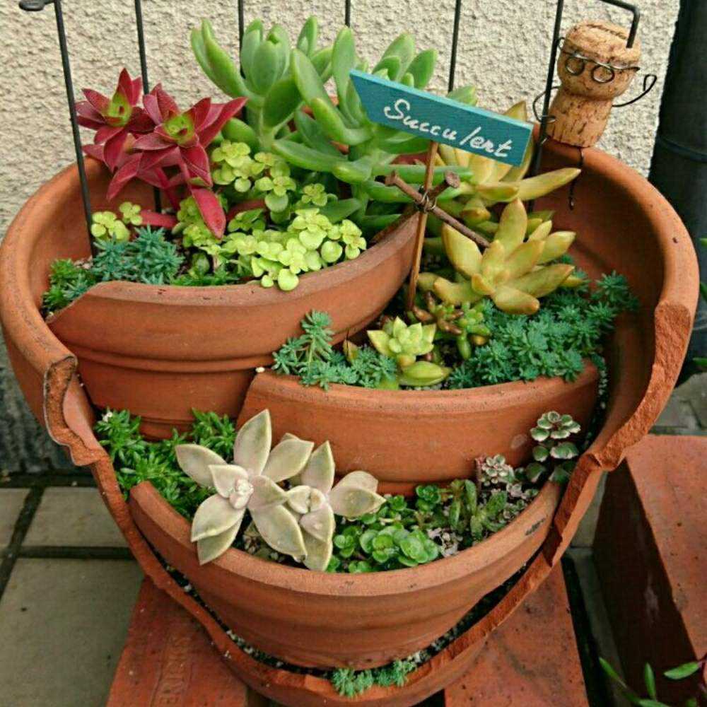 多肉植物 春萌 カット苗（セダムさまお取置き） 多肉植物 春萌 カット苗（セダムさまお取置き）