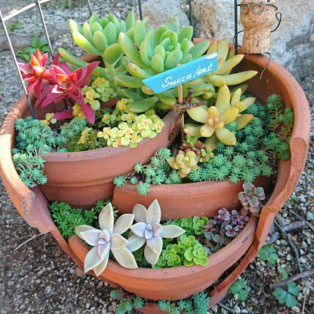 多肉植物 春萌 カット苗（セダムさまお取置き）