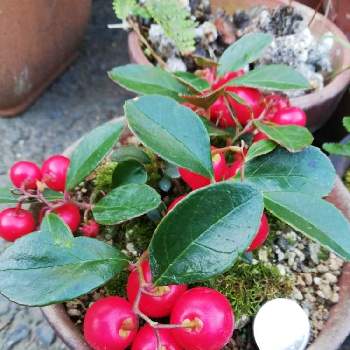 1円玉より 少し小さい 赤い丸い実の投稿画像一覧 Greensnap グリーンスナップ