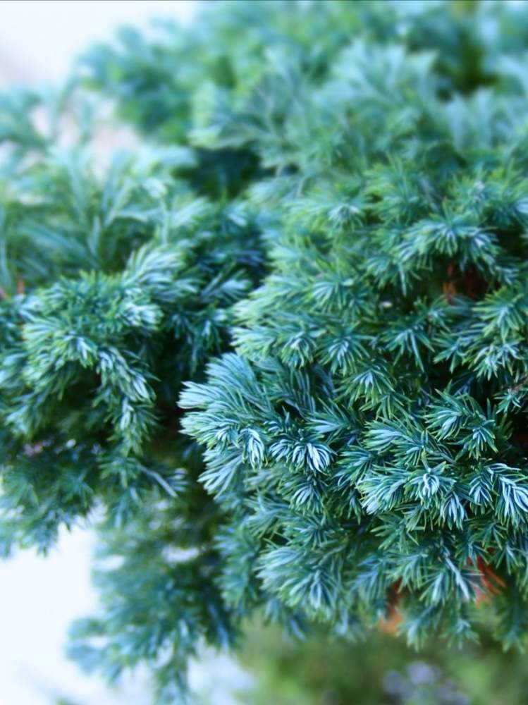 常緑樹の投稿画像 By たまさん コニファー と葉っぱのある暮らしと針葉樹と滋賀ときれいな色とgreenとシルバーリーフ 19月11月15日 Greensnap グリーンスナップ