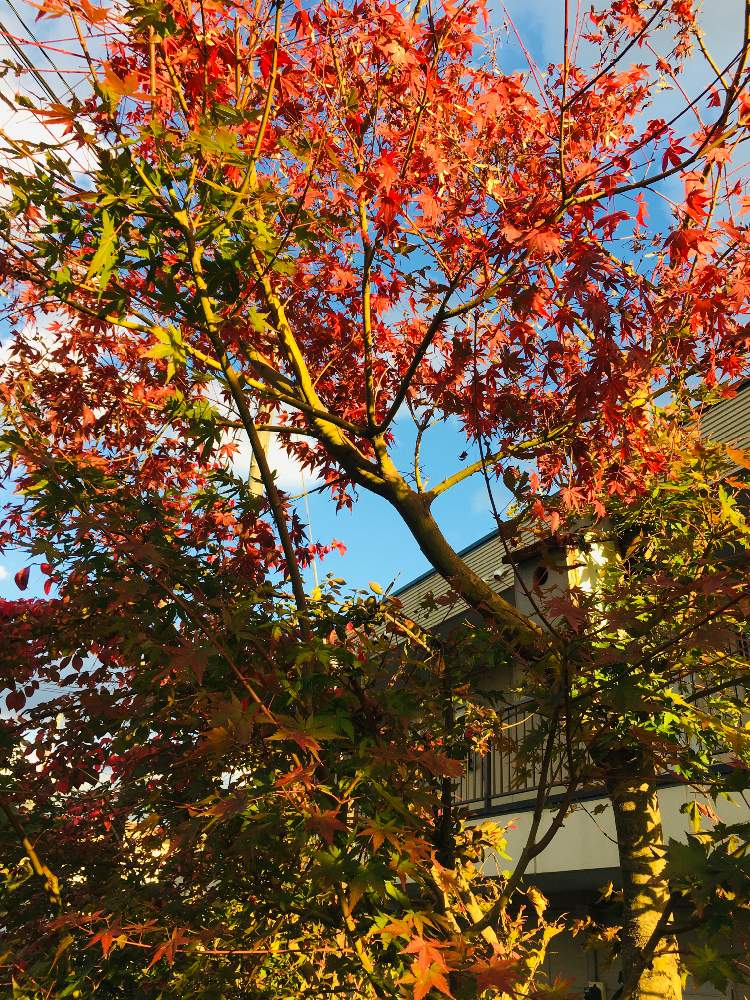 もみじの投稿画像 By 花庭さん 大好きと花のある暮らしと我が家のお庭の紅葉フォトコン 19月11月15日 Greensnap グリーンスナップ