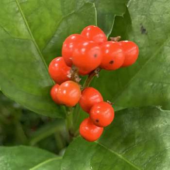 千両の実 の投稿画像一覧 Greensnap グリーンスナップ