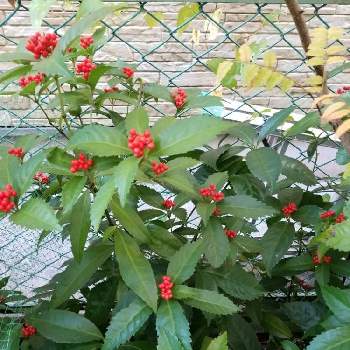 千両の実 の投稿画像一覧 Greensnap グリーンスナップ