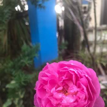 バラ ラファエルの画像 by ななちちさん | 小さな庭とバラタニランとななちち亭薔薇2019と薔薇愛同盟と薔薇に魅せられてと植中毒とバラ ラファエルと手づくりの庭とガーデニングと花のある暮らしと薔薇♪