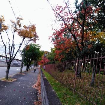 桜の木の紅葉の投稿画像一覧 Greensnap グリーンスナップ