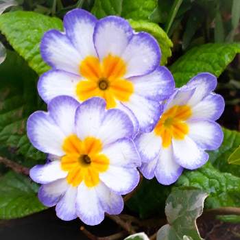 秋冬の花達の投稿画像一覧 Greensnap グリーンスナップ