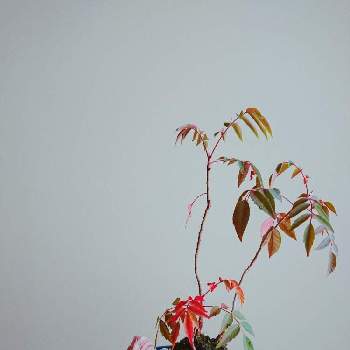 ハゼ盆栽 記録の投稿画像一覧 Greensnap グリーンスナップ