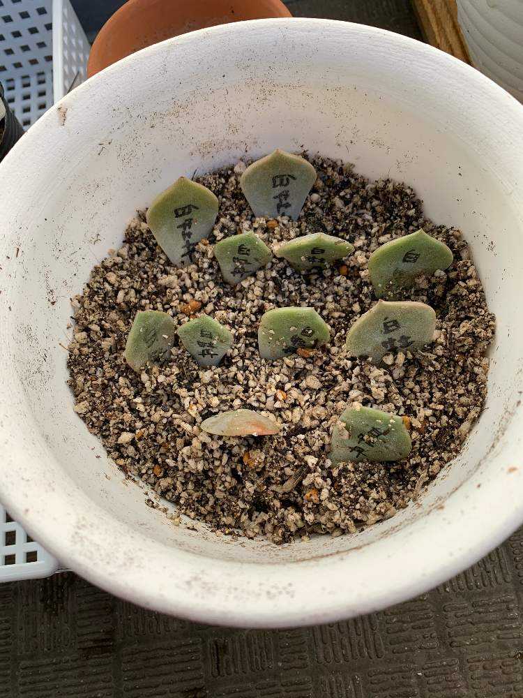 葉挿しの経過｜🍀GreenSnap（グリーンスナップ）