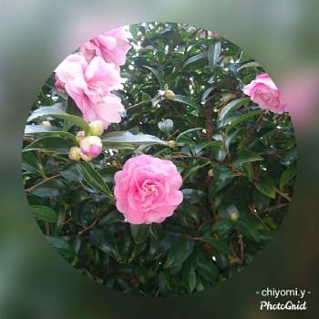 八重咲きピンクのサザンカの投稿画像一覧 Greensnap グリーンスナップ