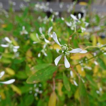 ユーフォルビア Proven Winners Pw ガーデニング 園芸 花苗 低木 多肉植物 花 植物