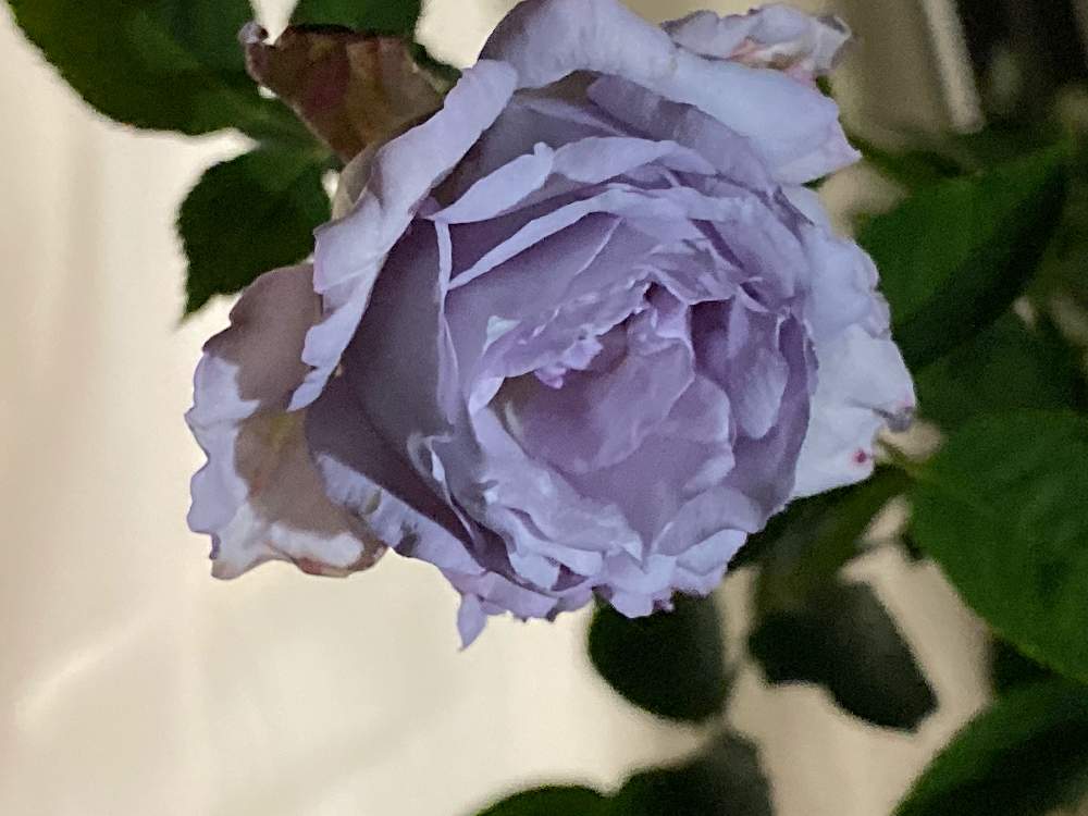 ルシファーの投稿画像 By しゅしゅさん 香りの良いバラと花のある暮らしと青バラとiphone撮影 19月11月16日 Greensnap グリーンスナップ ルシファーの投稿画像 By しゅしゅさん 香りの良いバラと花のある暮らしと青バラとiphone撮影 19月11月16日 Greensnap グリーンスナップ