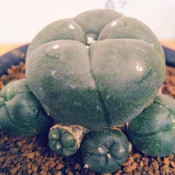 ふかこーりょくの投稿画像一覧 Greensnap グリーンスナップ