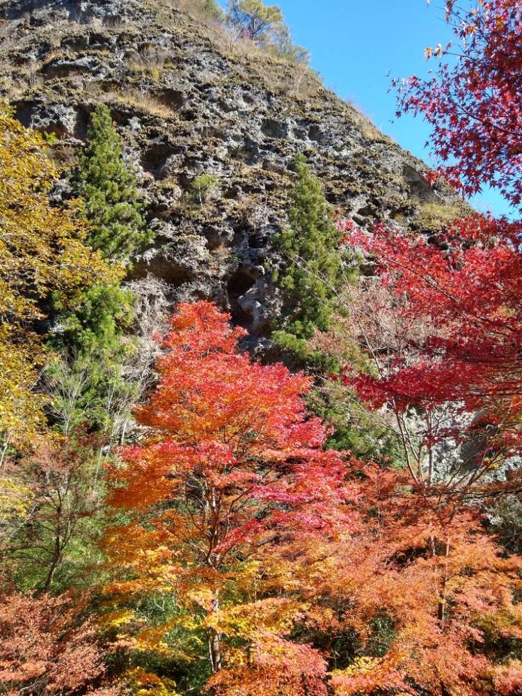 古岩屋の投稿画像 By 合歓の木さん 久万高原町と紅葉 と花のある暮らしとカルスト地形 19月11月16日 Greensnap グリーンスナップ