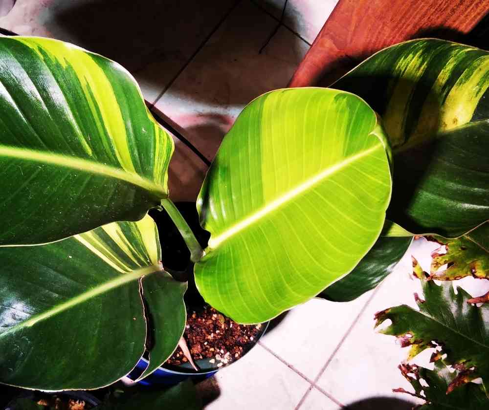 斑入り　オーガスタ　H70cm 斑入り オーガスタ H70cm 斑入り オーガスタ H70cm 斑入り オーガスタ