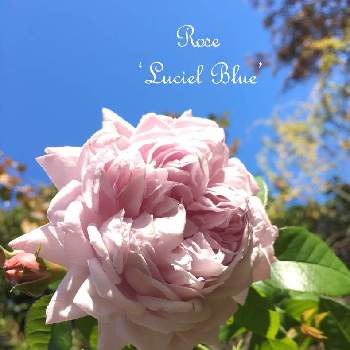 ルシエルブルー❤の画像 by えるふぃんさん | 小さな庭とバラ ルシエルブルーと花のある暮らしとルシエルブルー❤