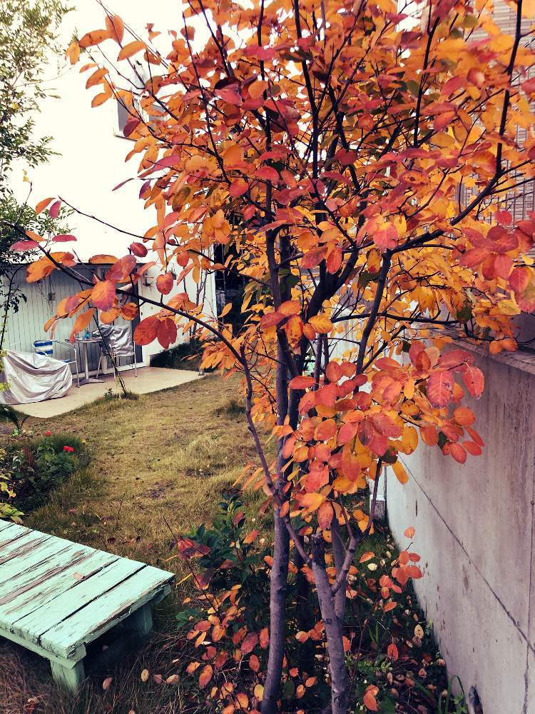 紅葉 こうよう の投稿画像 By キュウヘヤさん 9坪ハウスとジューンベリーと小さな庭と紅葉 こうよう と9坪ハウス 19月11月17日 Greensnap グリーンスナップ Greensnap グリーンスナップ