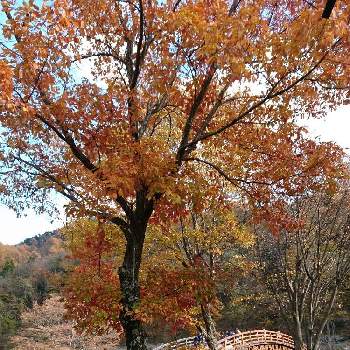 旅の風景の画像 by yasuchanさん | お出かけ先と木曽路とひやみかち日本！とひやみかち首里城！と紅葉（こうよう）と長野県と伝統建造物保存地区と旅の風景