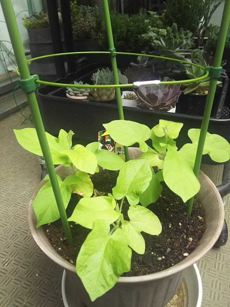 朝顔 団十郎 Greensnap グリーンスナップ