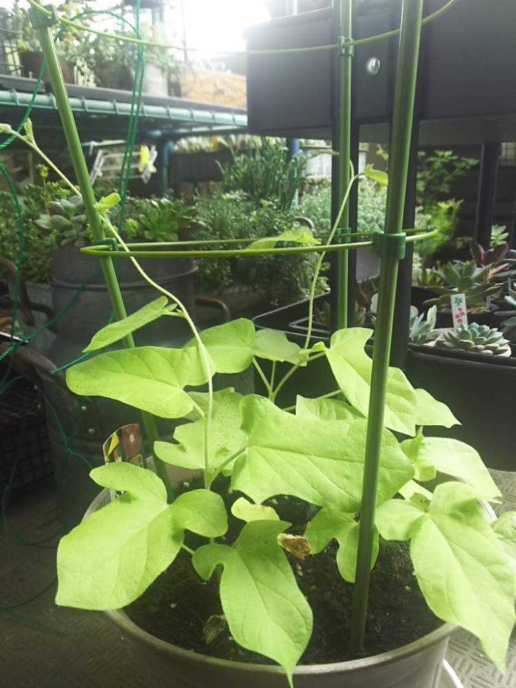 朝顔 団十郎 Greensnap グリーンスナップ