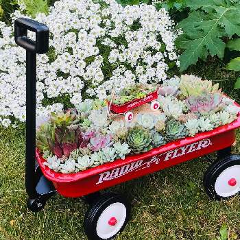 ラジオフライヤーの投稿画像一覧 Greensnap グリーンスナップ