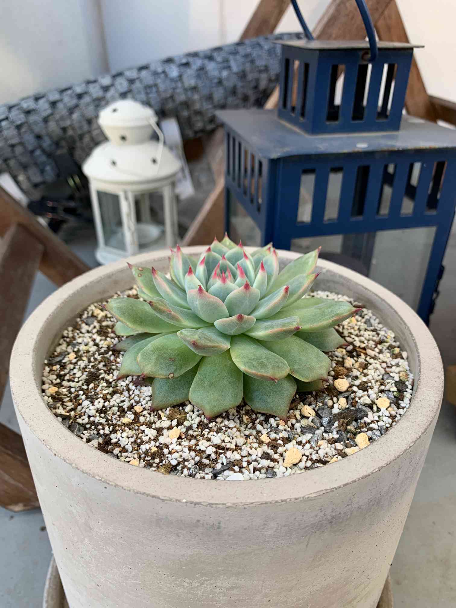 エケベリア 桃太郎｜🍀GreenSnap（グリーンスナップ）