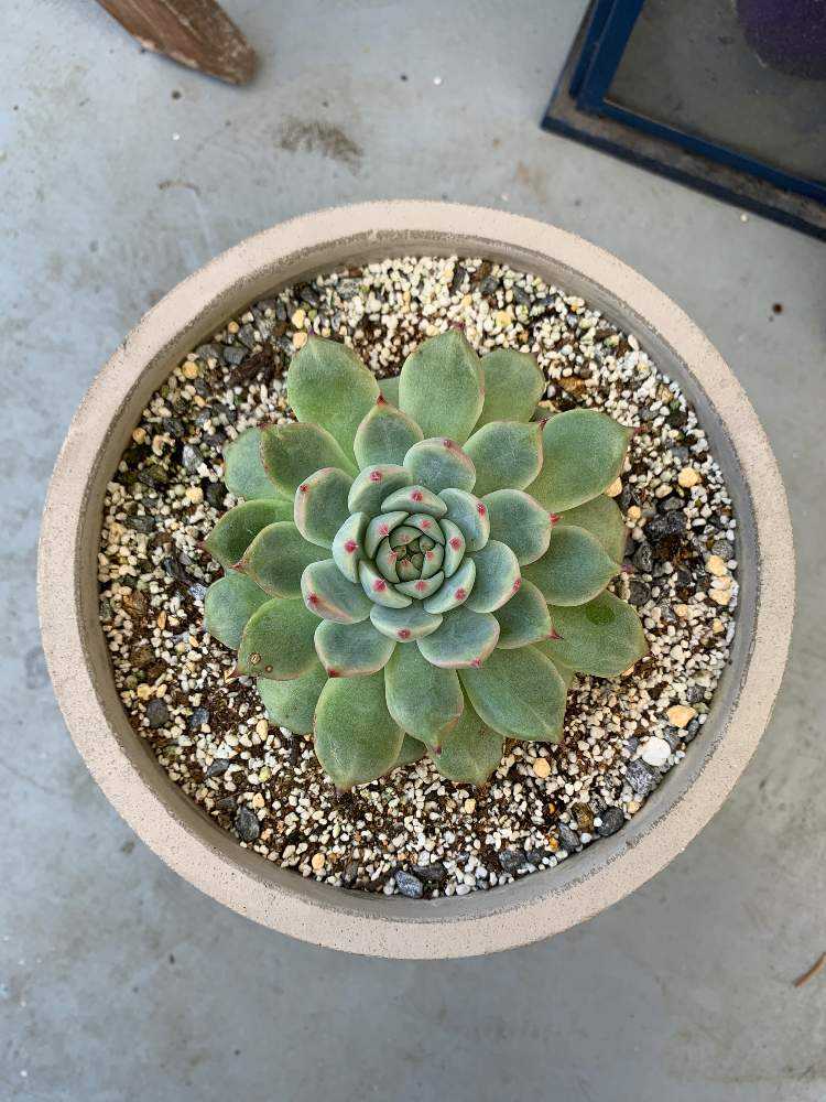 エケベリア 桃太郎｜🍀GreenSnap（グリーンスナップ）