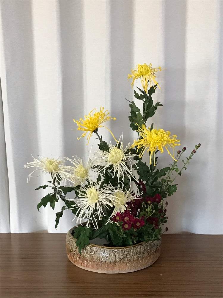 小菊の投稿画像 By わかばさん イトギクと水盤と盛花とgs映えと和室の花といけばなと花のある暮らしと秋の花 19月11月17日 Greensnap グリーンスナップ