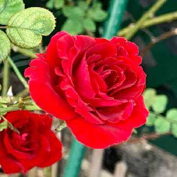 存在感抜群の画像 by モッコさん | 小さな庭とイングリット バーグマンと存在感抜群といつもありがとう❣️と台風の時は辛かったとお花の形が好き！と薔薇大好き❤️とずっと見ていたいと花のある暮らしと暗赤色とお花大好き❤と花びらがビロードのよう✨